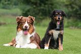 BERGER AUSTRALIEN - ADULT & PUPPY 126